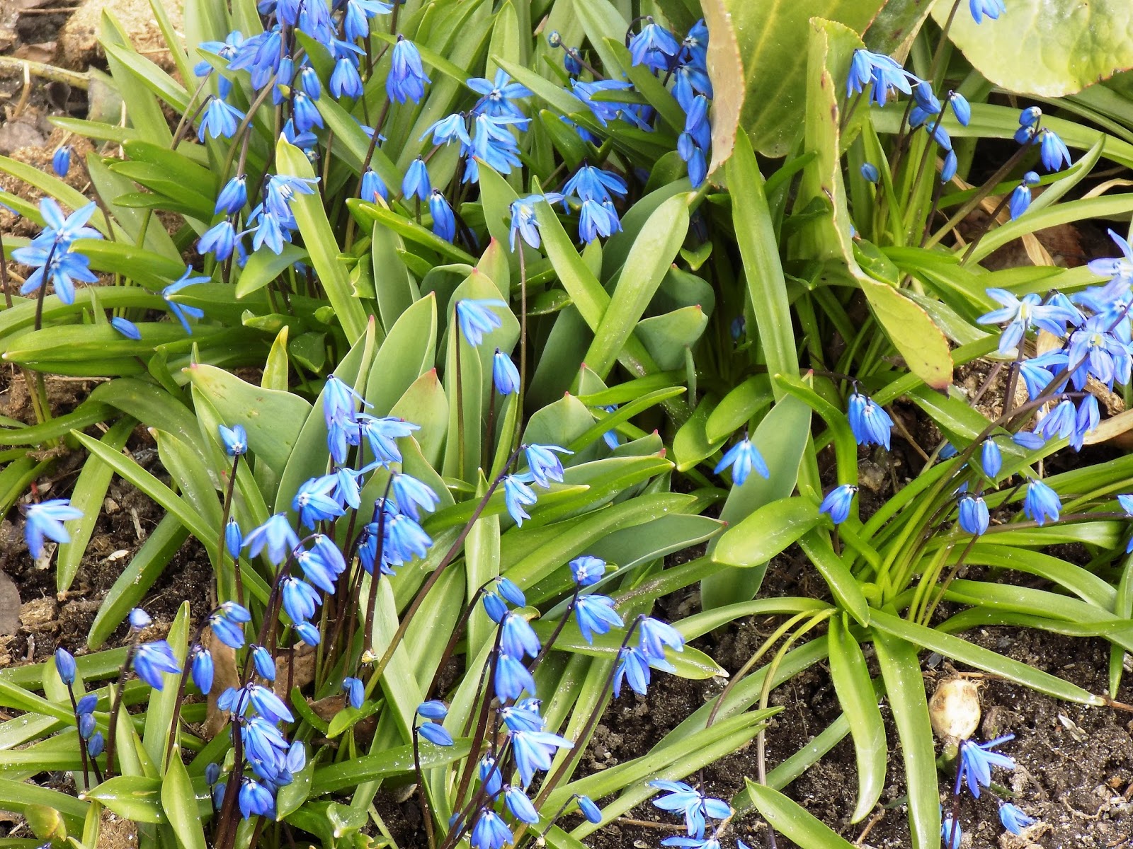 Первоцветы голубые фото с названиями