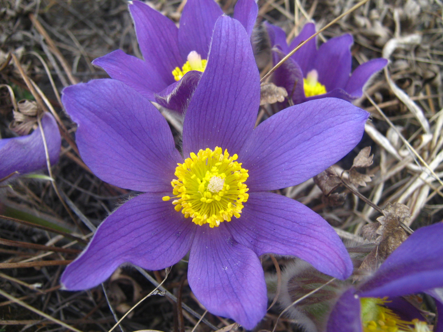 Первоцвет в Сибири фиолетовый