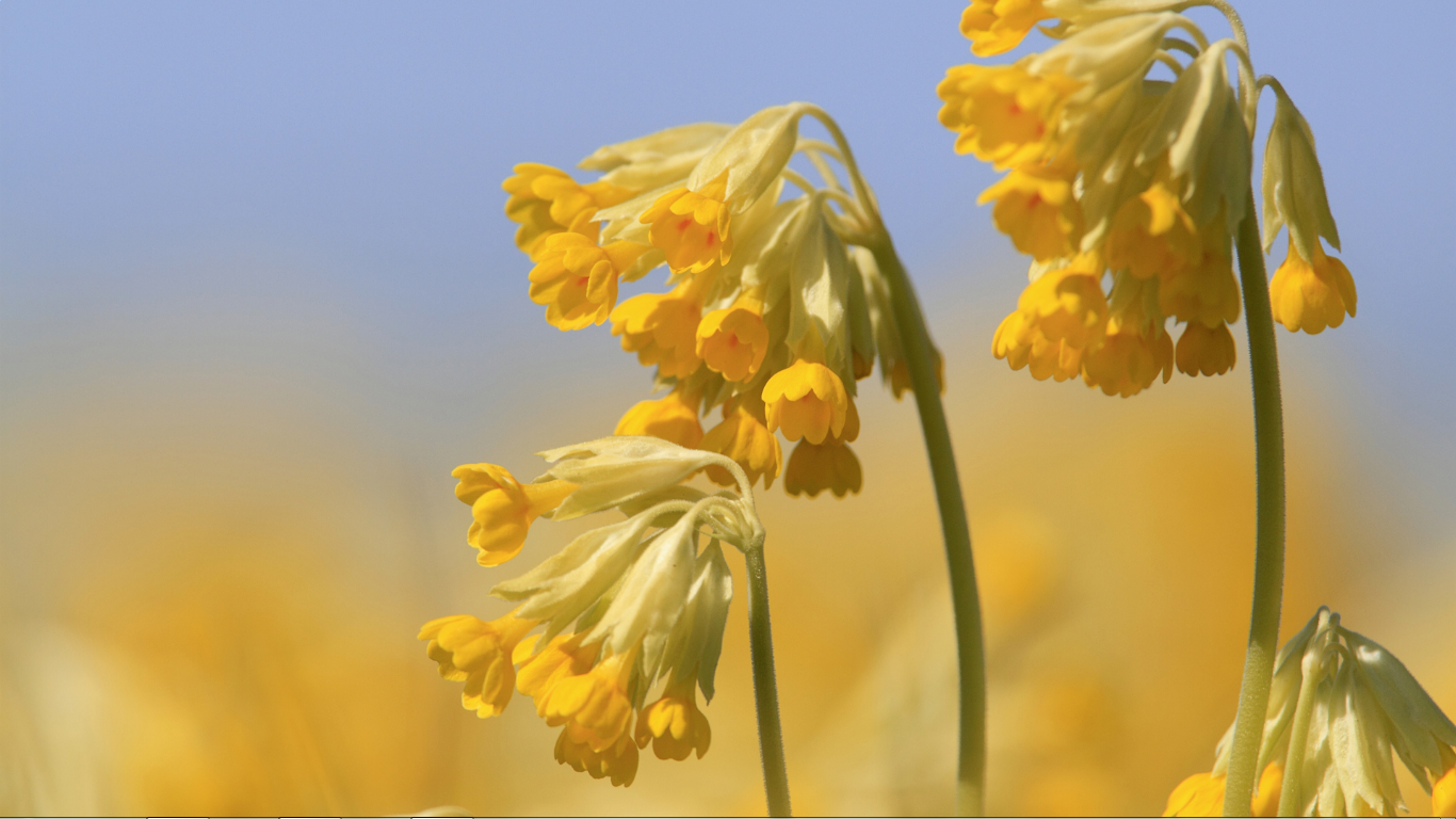 Желтые цветы первоцветы. Примула первоцвет весенний. Первоцвет весенний (Primula veris). Весенние желтые первоцветы. Первоцвет весенний примула баранчики.