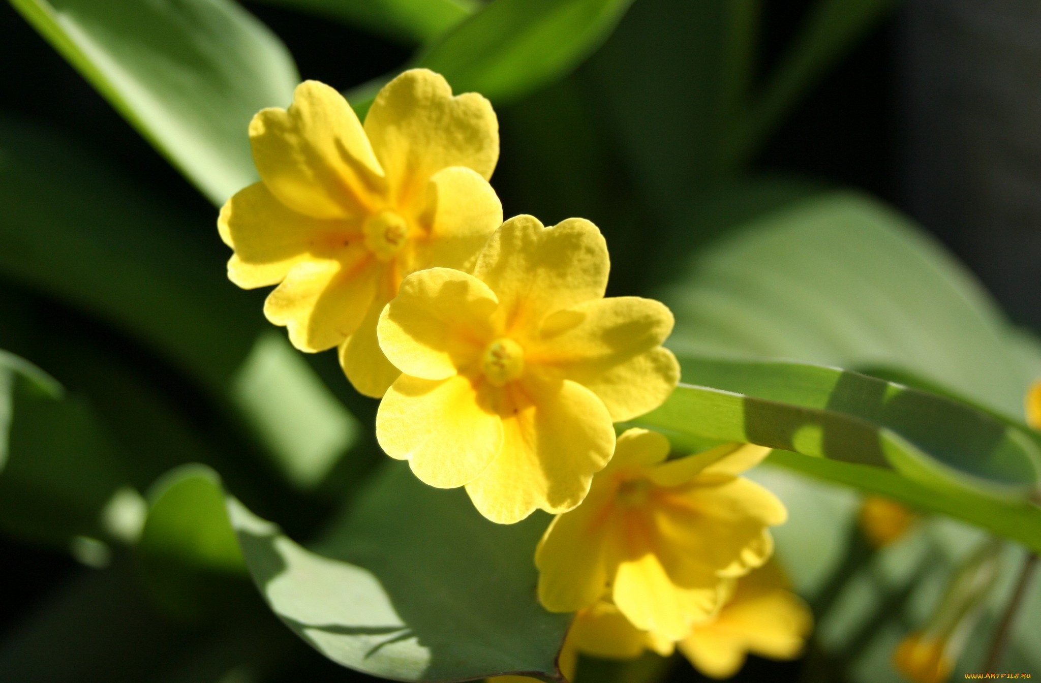 Первоцвет желтый цветок