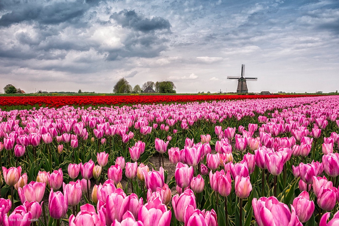 Тюльпановые поля в Нидерландах фото