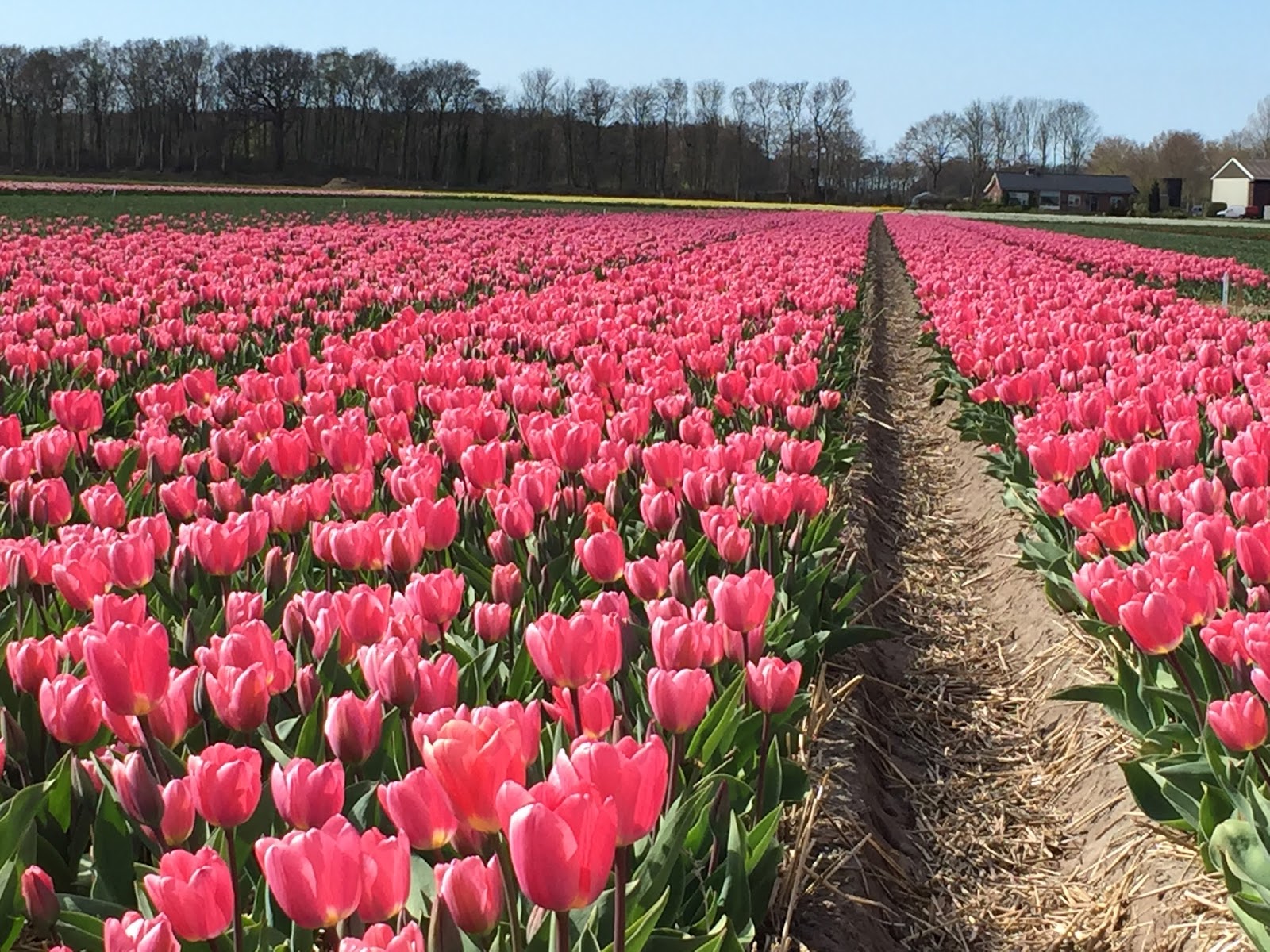 Голландия тюльпановые поля белый