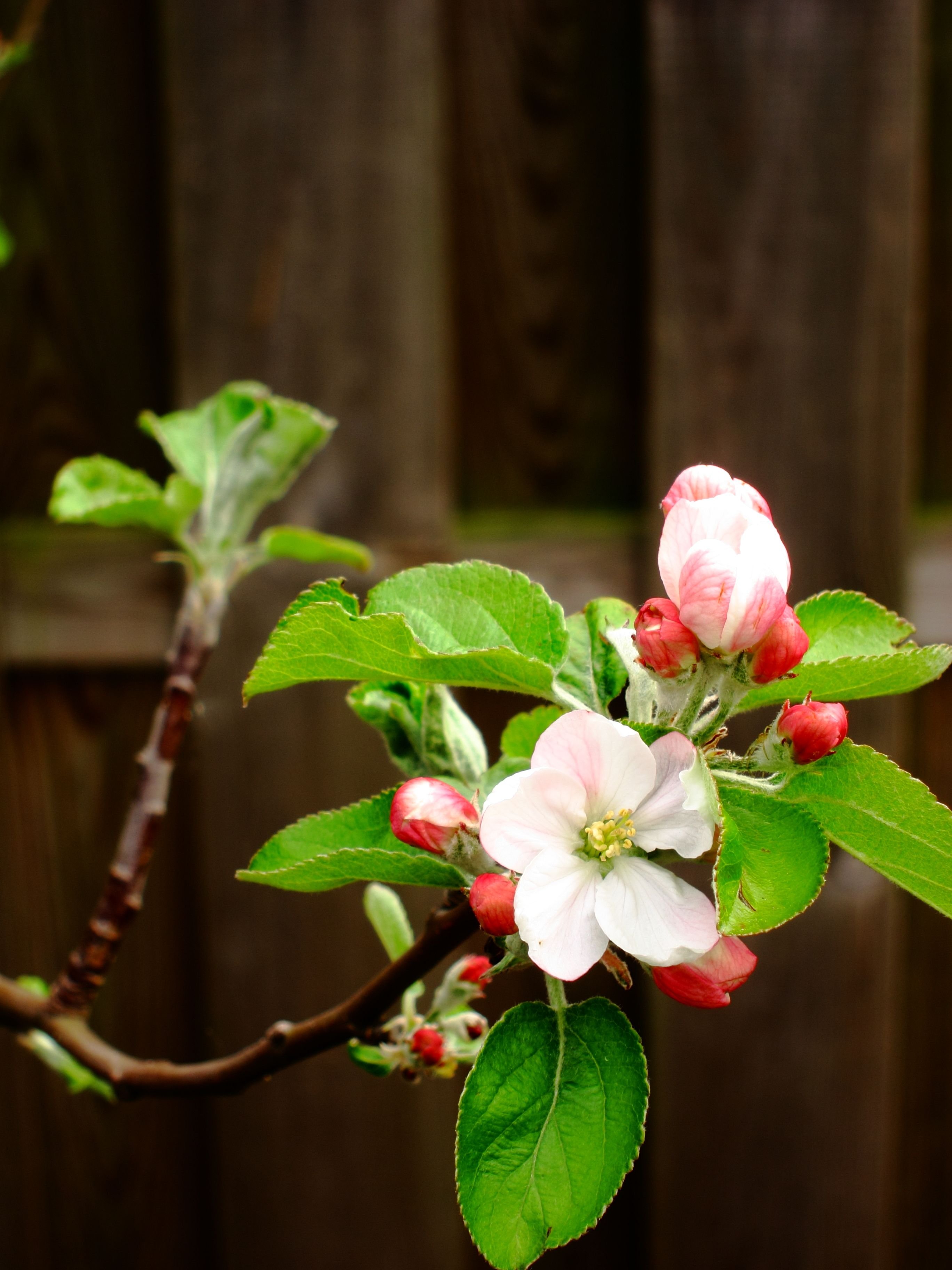 Цветы яблони фото