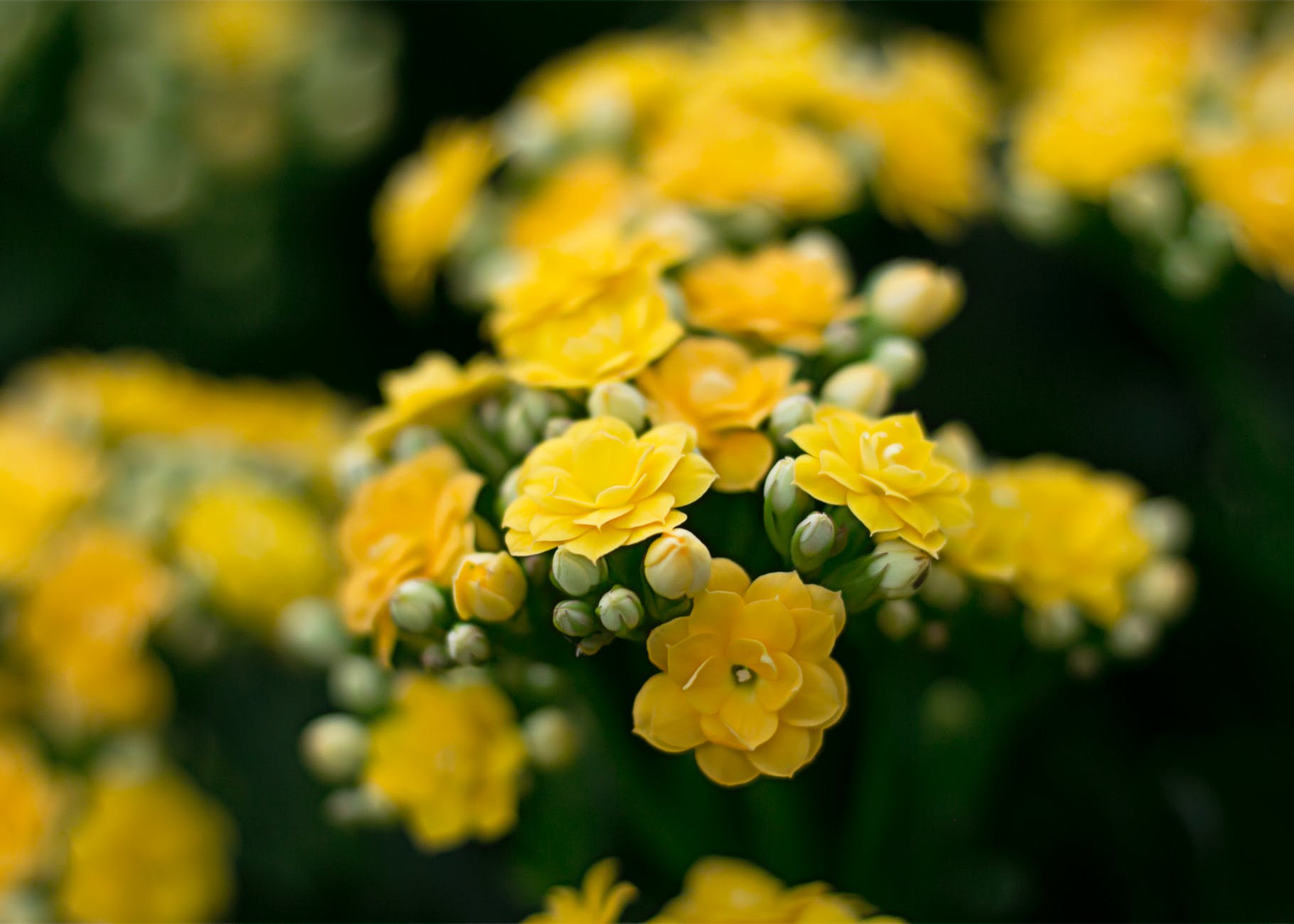 Растение с мелкими желтыми цветами