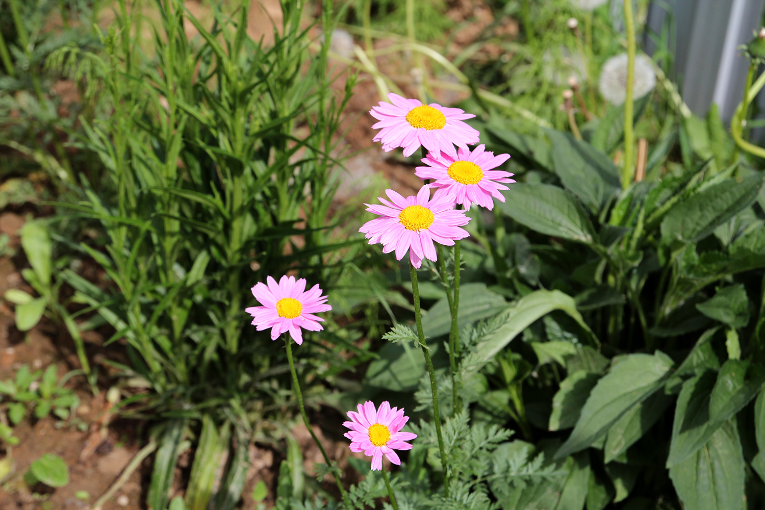 Цветы пиретрум посадка и уход фото когда сеять семена
