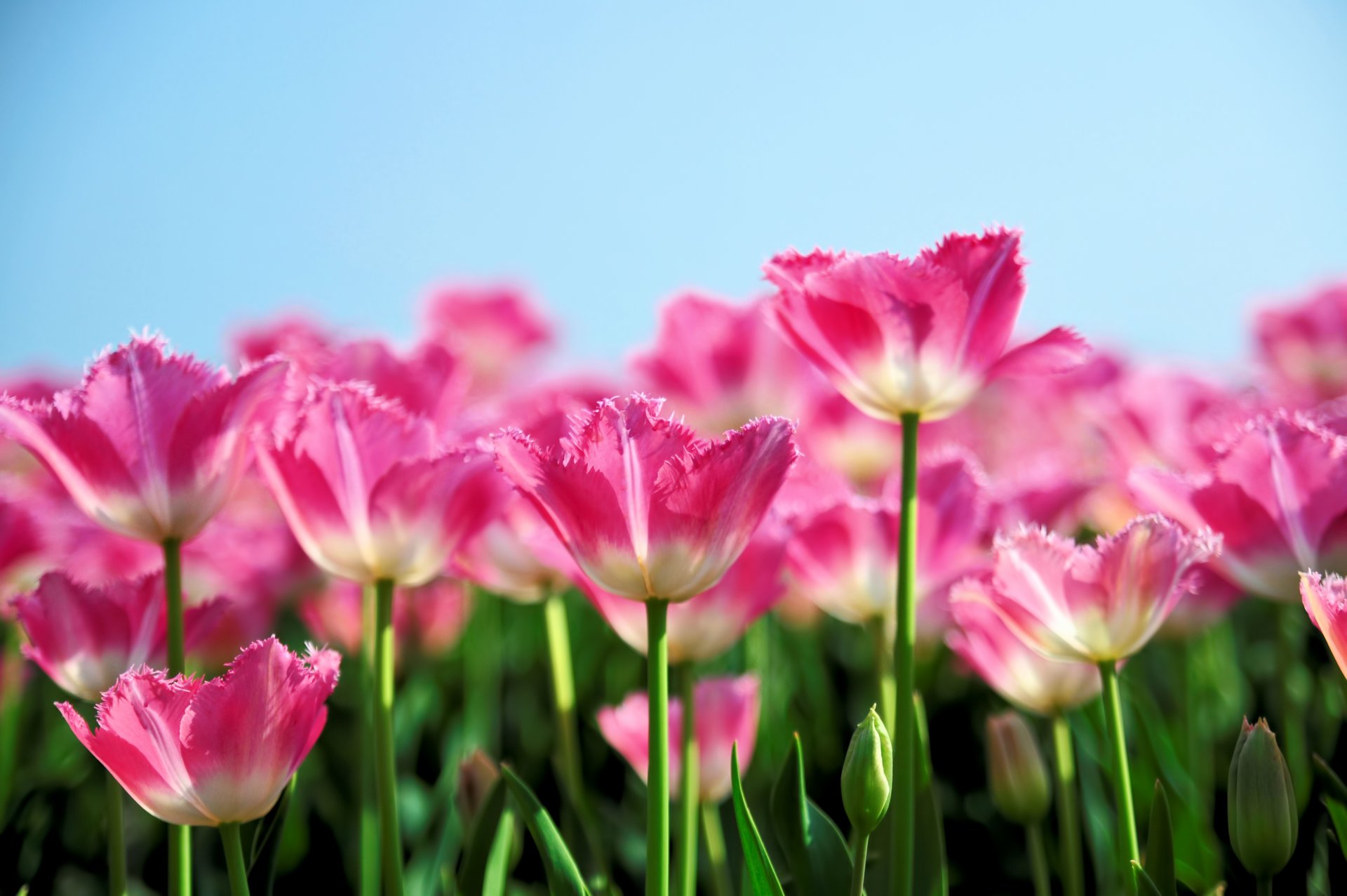 Розовые тюльпаны (139 фото) .