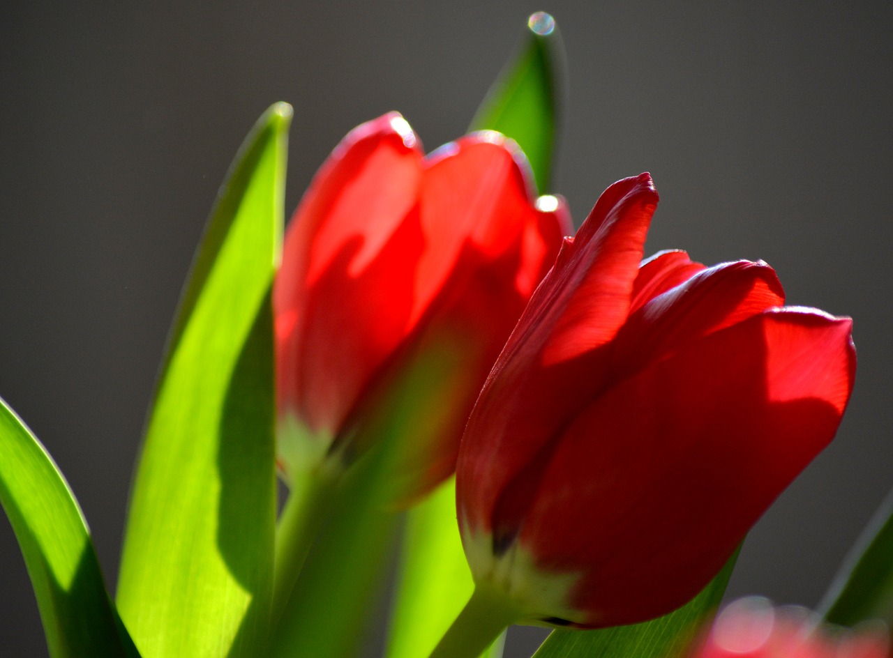 Красно зеленые тюльпаны