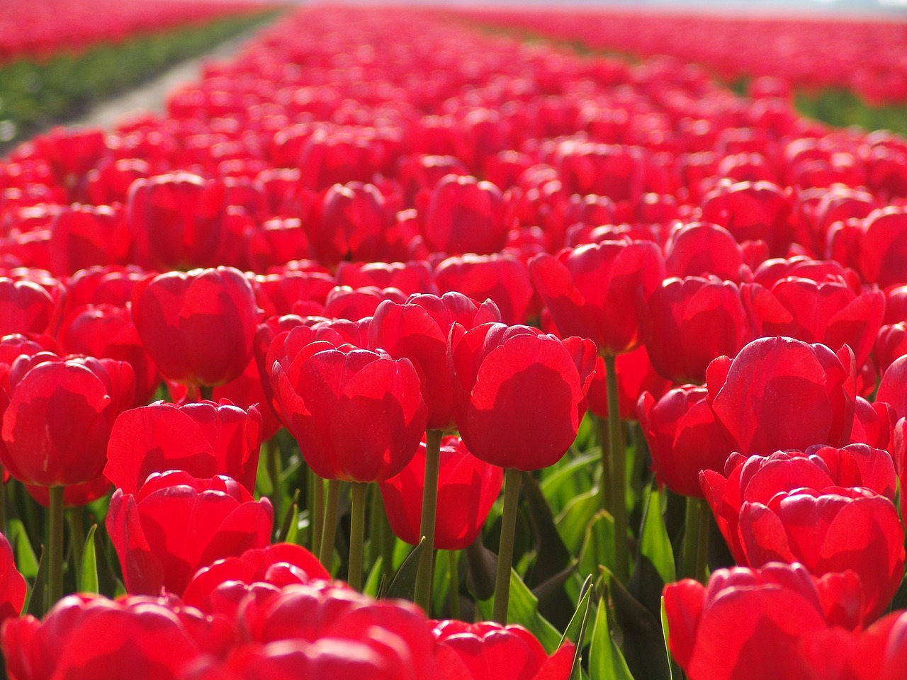 Голландия красные тюльпаны