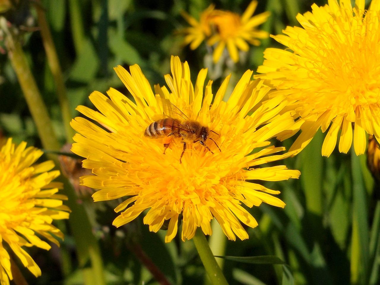 Осот полевой пчела