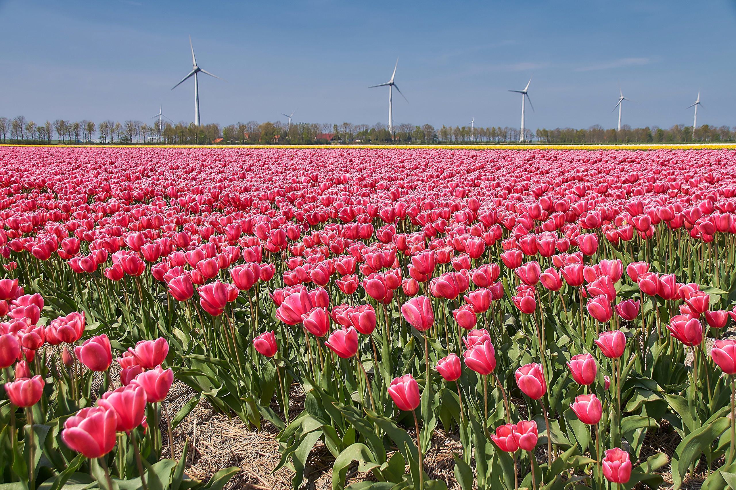 Амстердам тюльпановые поля
