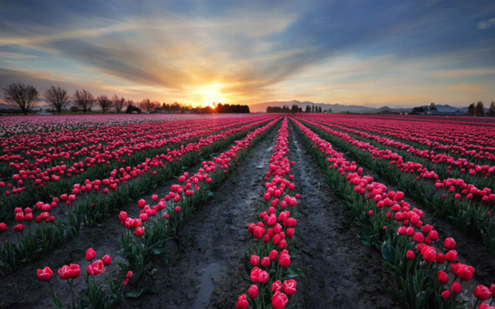 Тюльпановое поле в Нидерландах