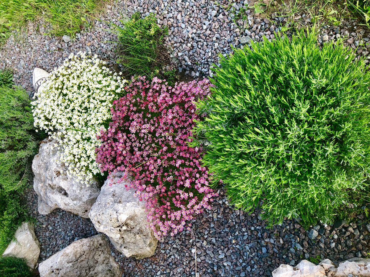 Камнеломка цветок садовый многолетний фото посадка
