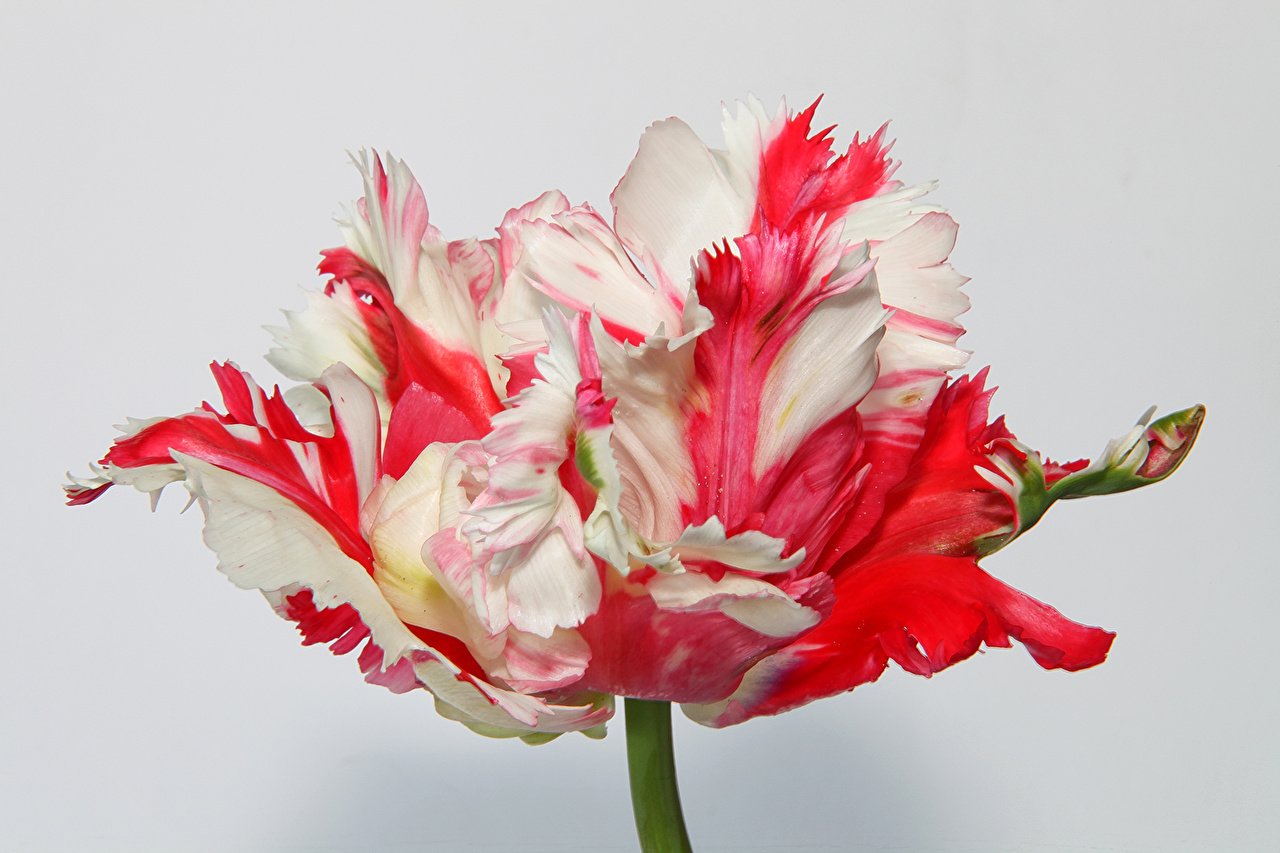 Попугайные тюльпаны фото крупным планом