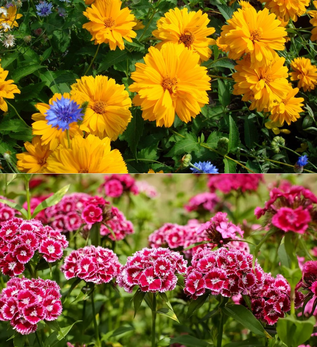 виды садовых цветов фото с названиями многолетники