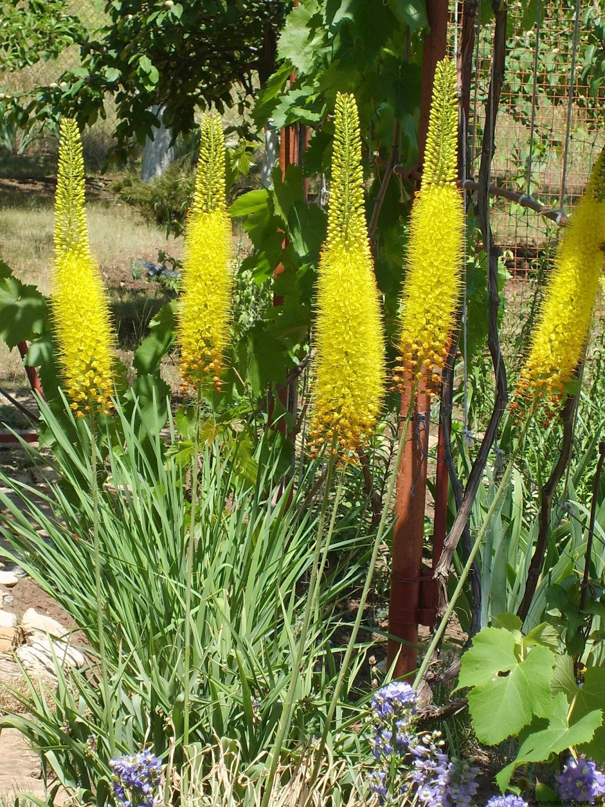 лисий хвост цветок садовый фото