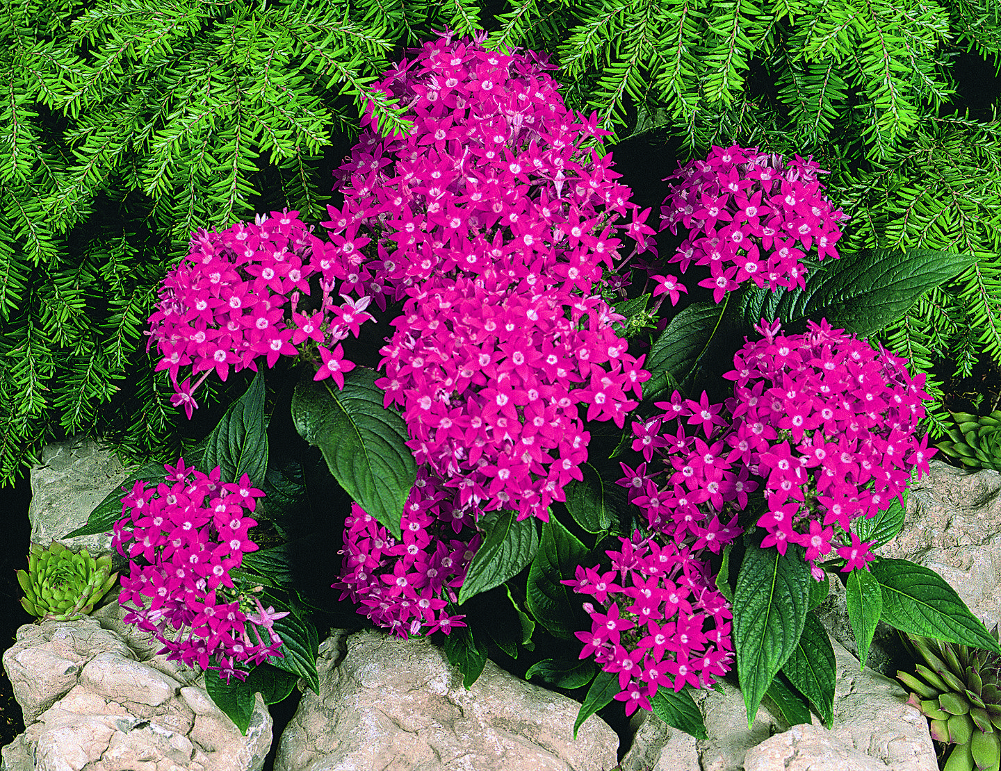 Многолетние цветы для сибири фото с названиями