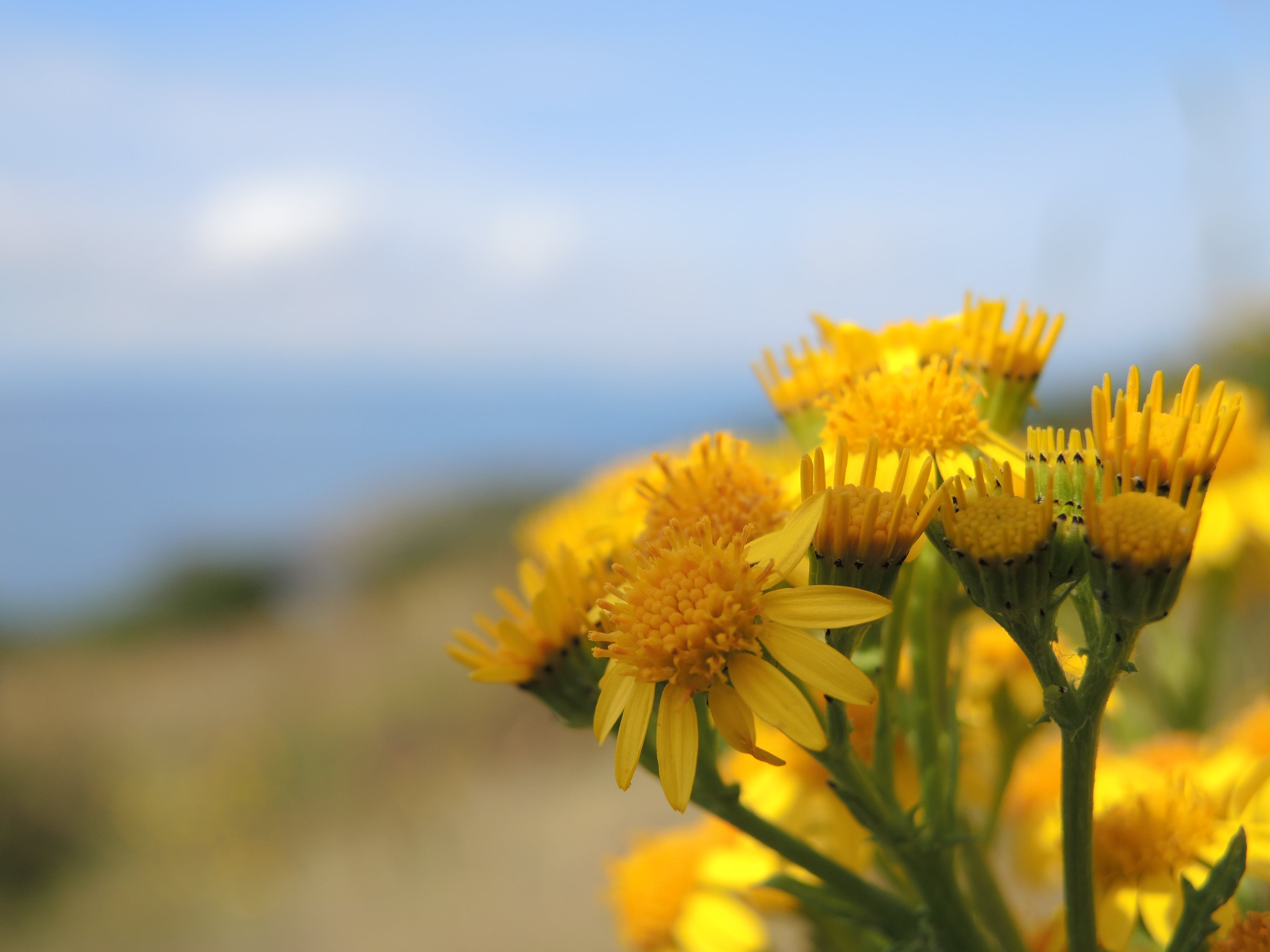 Желтые полевые цветы и солнце