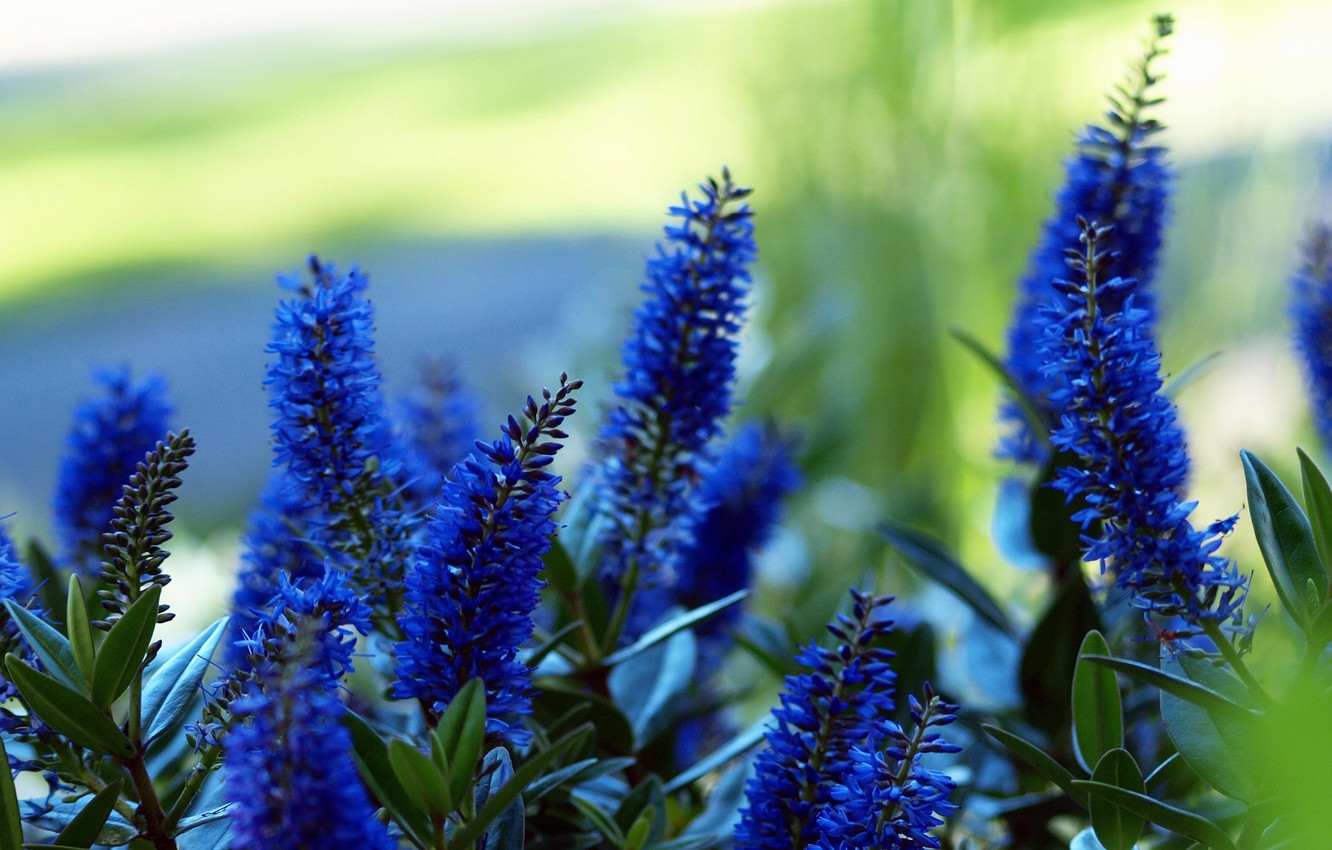 Растения с синими цветами