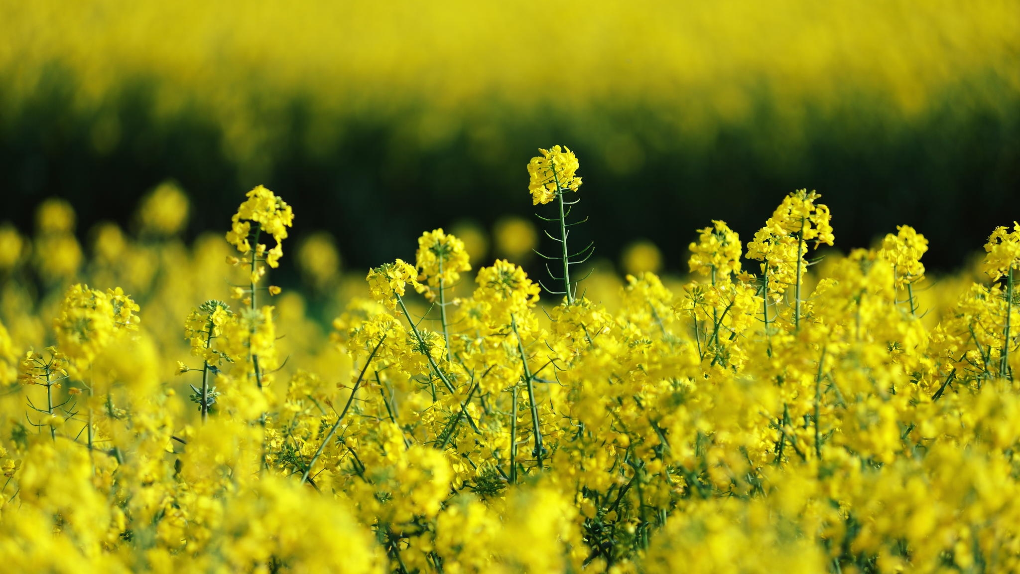 Желтые цветы на полях название с фото