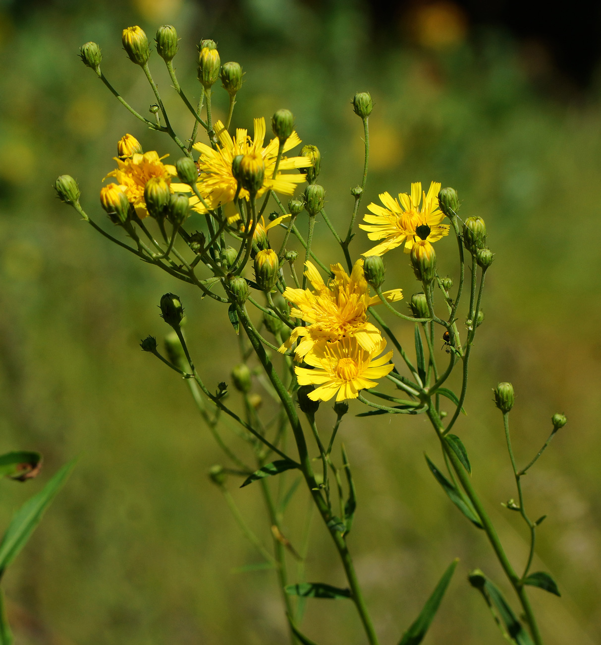 Полевое растение с желтыми цветами фото и названия
