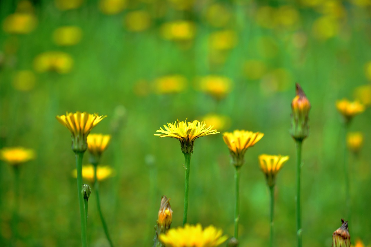 Желтые цветы луговые летом