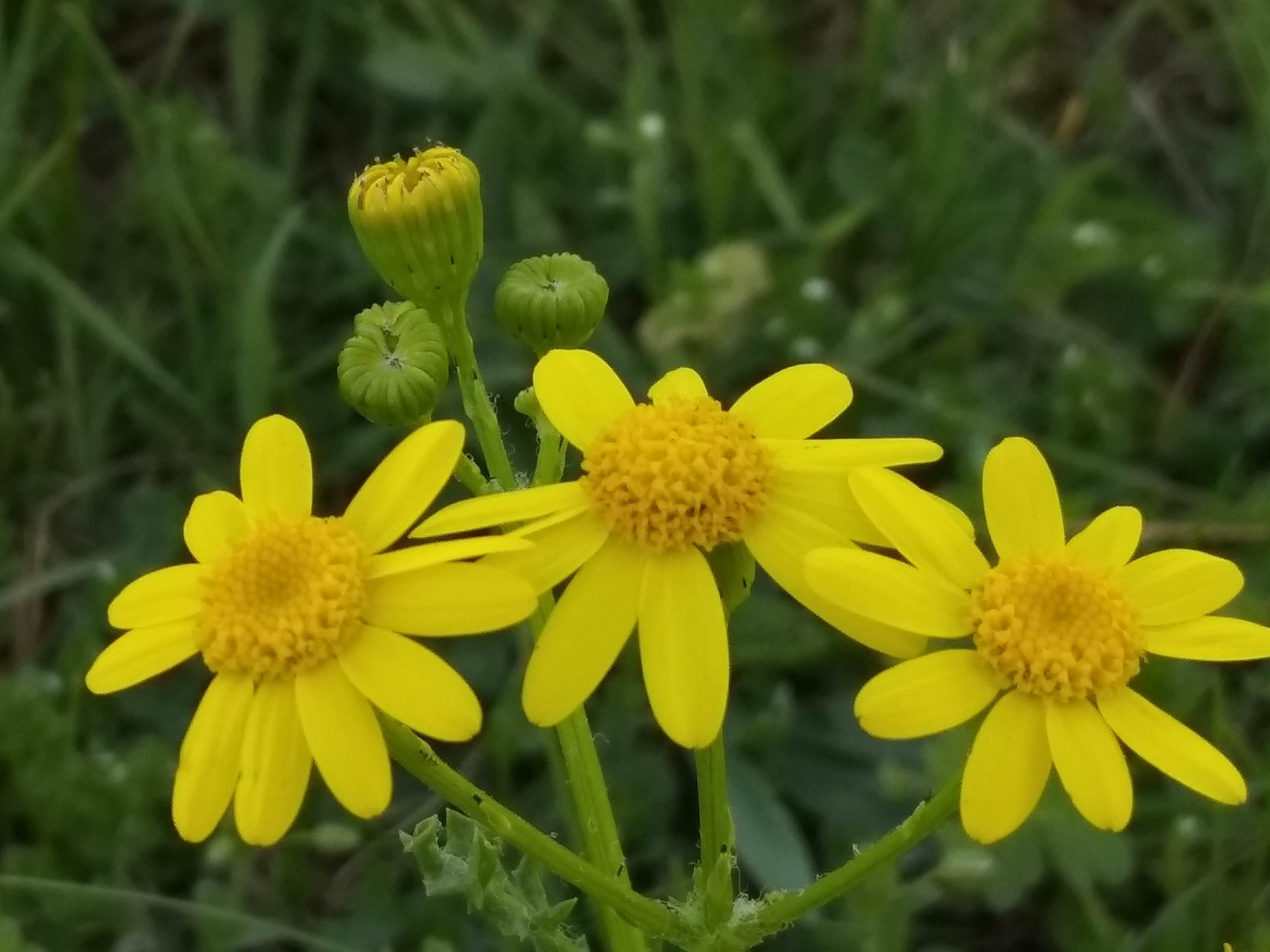 Желтенький цветок полевой