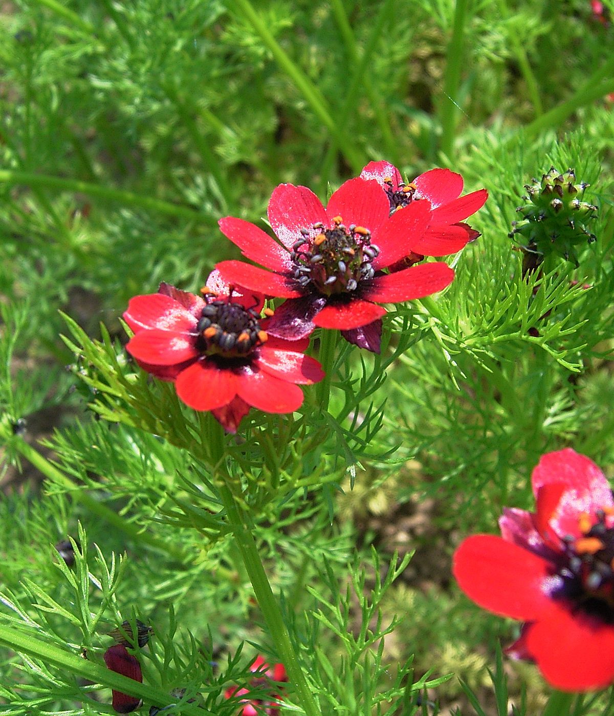 Адонис цветок фото