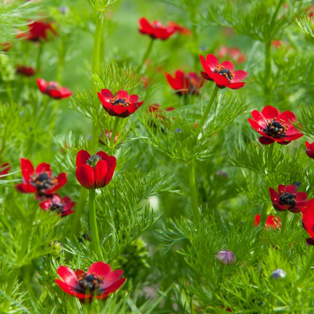 Адонис красный цветок фото