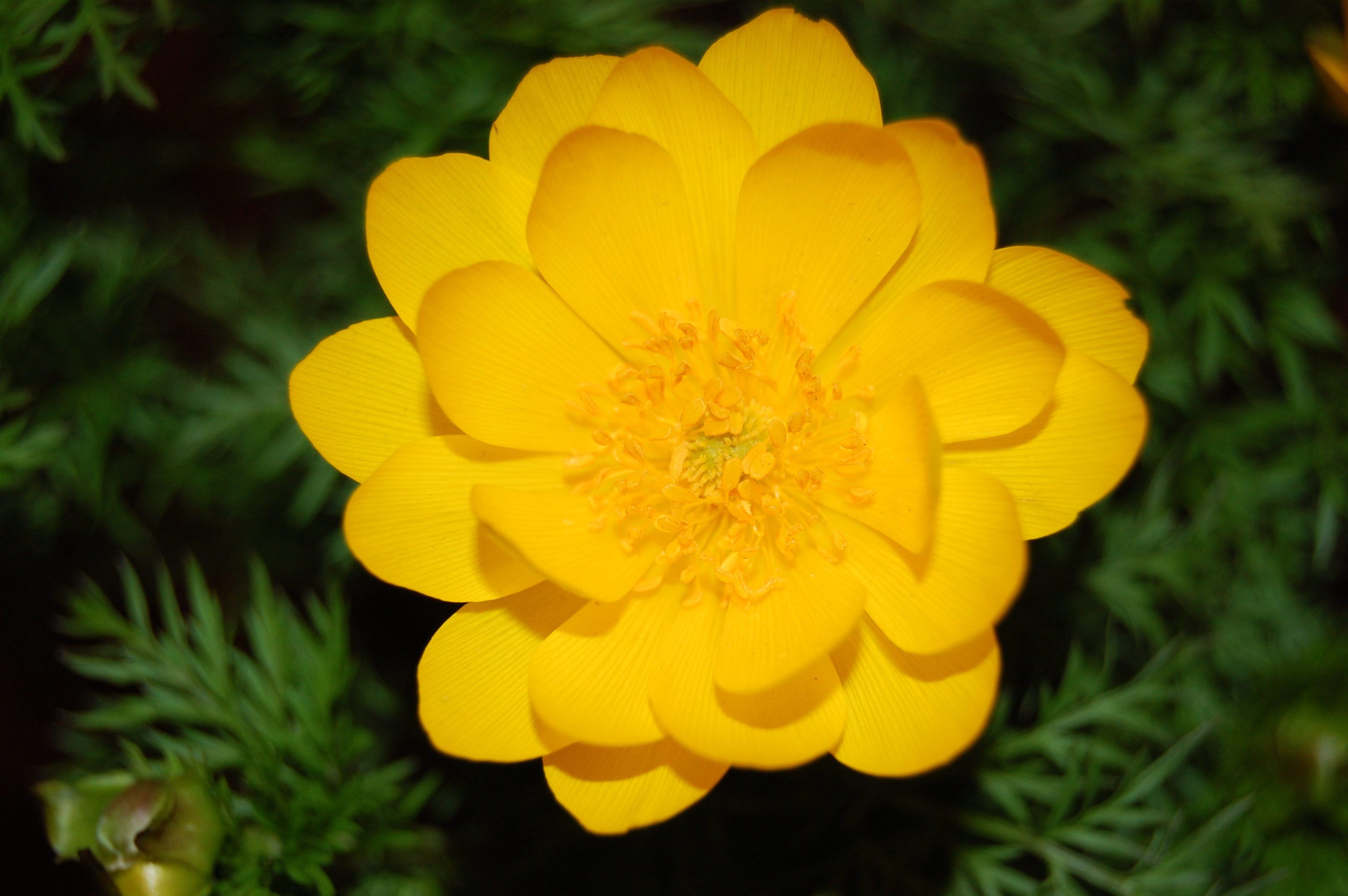 Адонис цветок фото