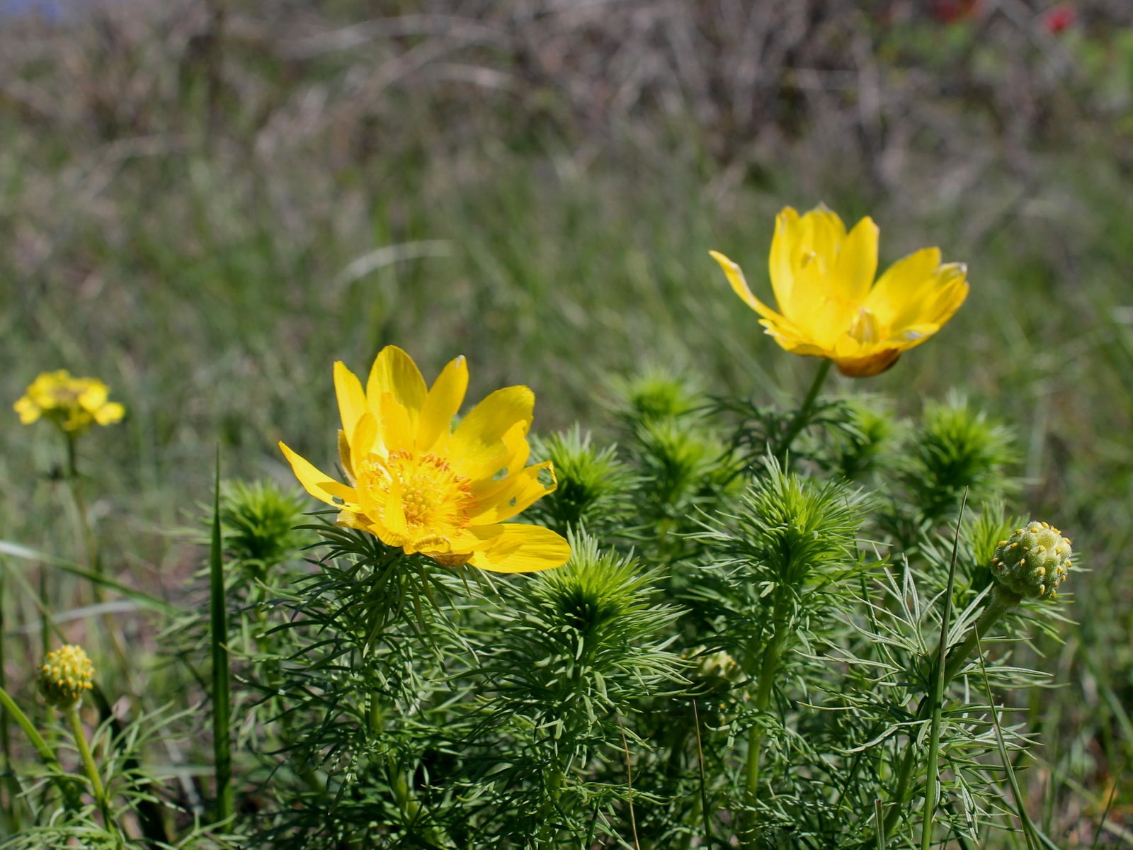 1. Горицвет весенний (адонис весенний) - Adonis vernalis