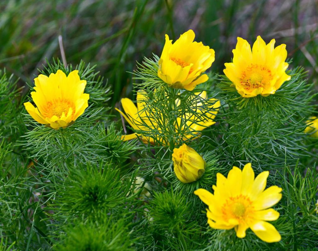 Адонис цветок (152 фото) .