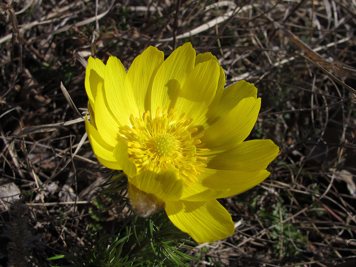 Адонис весенний (горицвет весенний, Adonis vernalis)