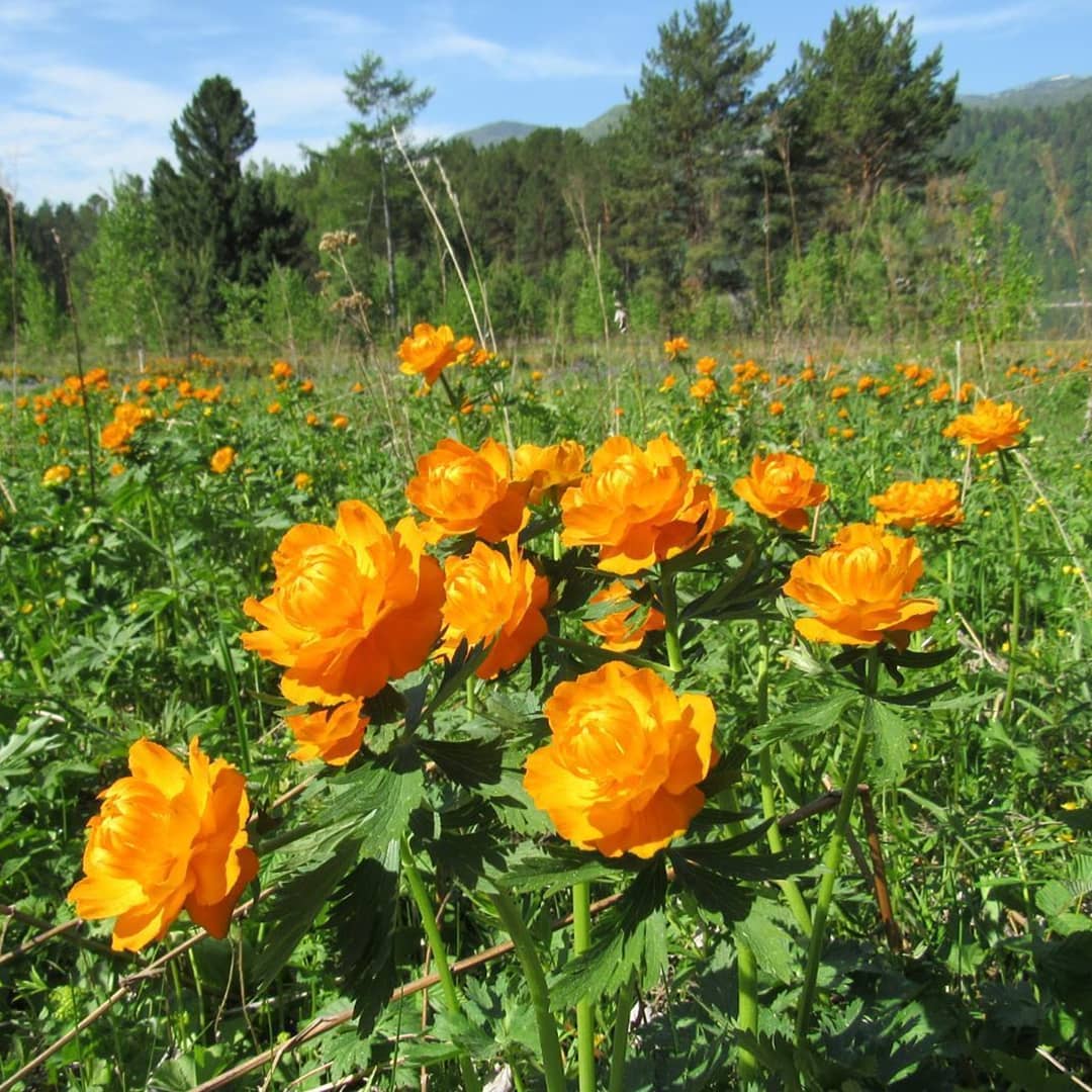 Цветы Сибири Жарки