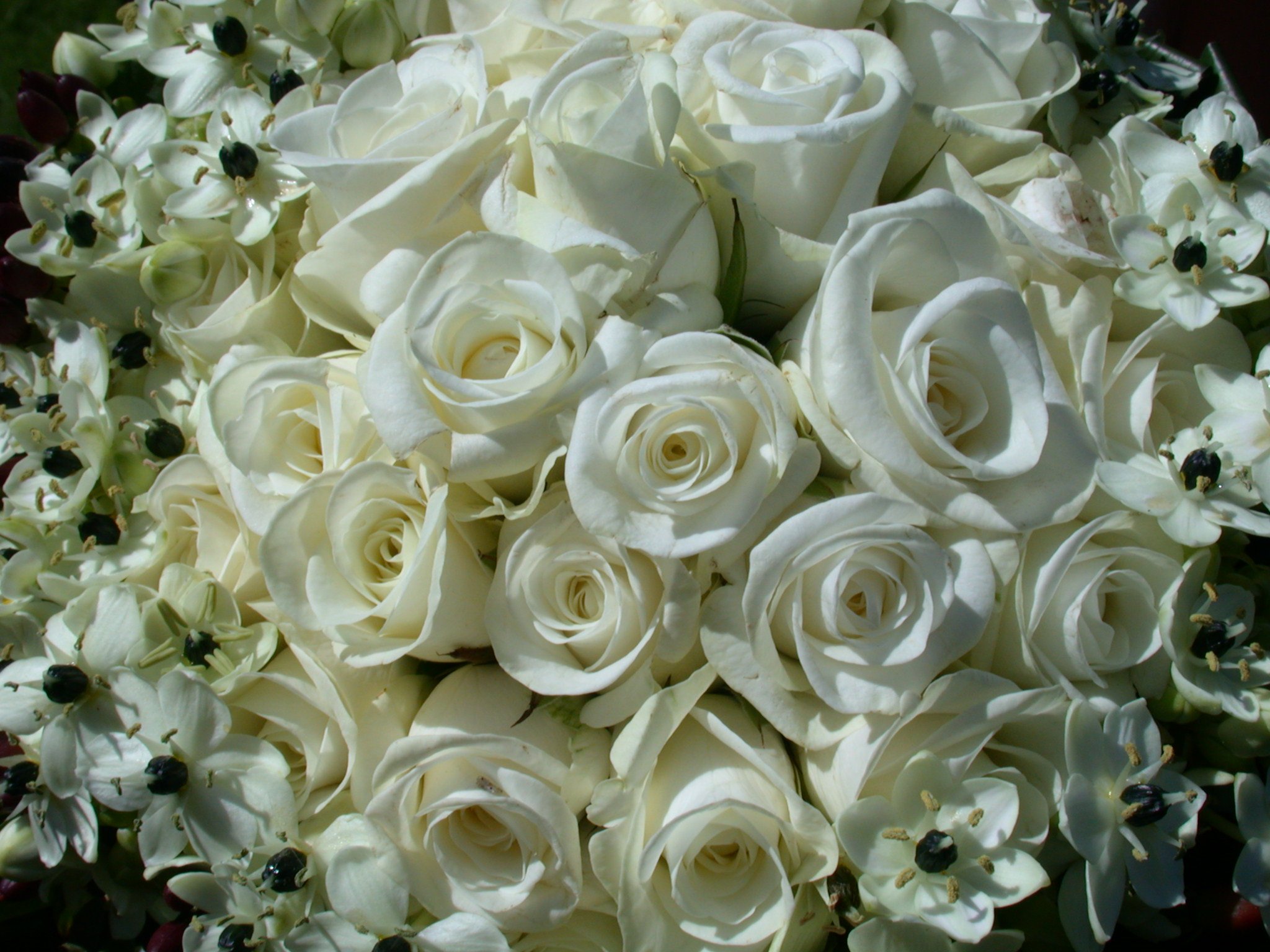 Белые розы фото красивые букеты