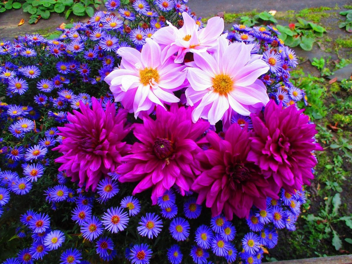многолетние цветы октябринки фото