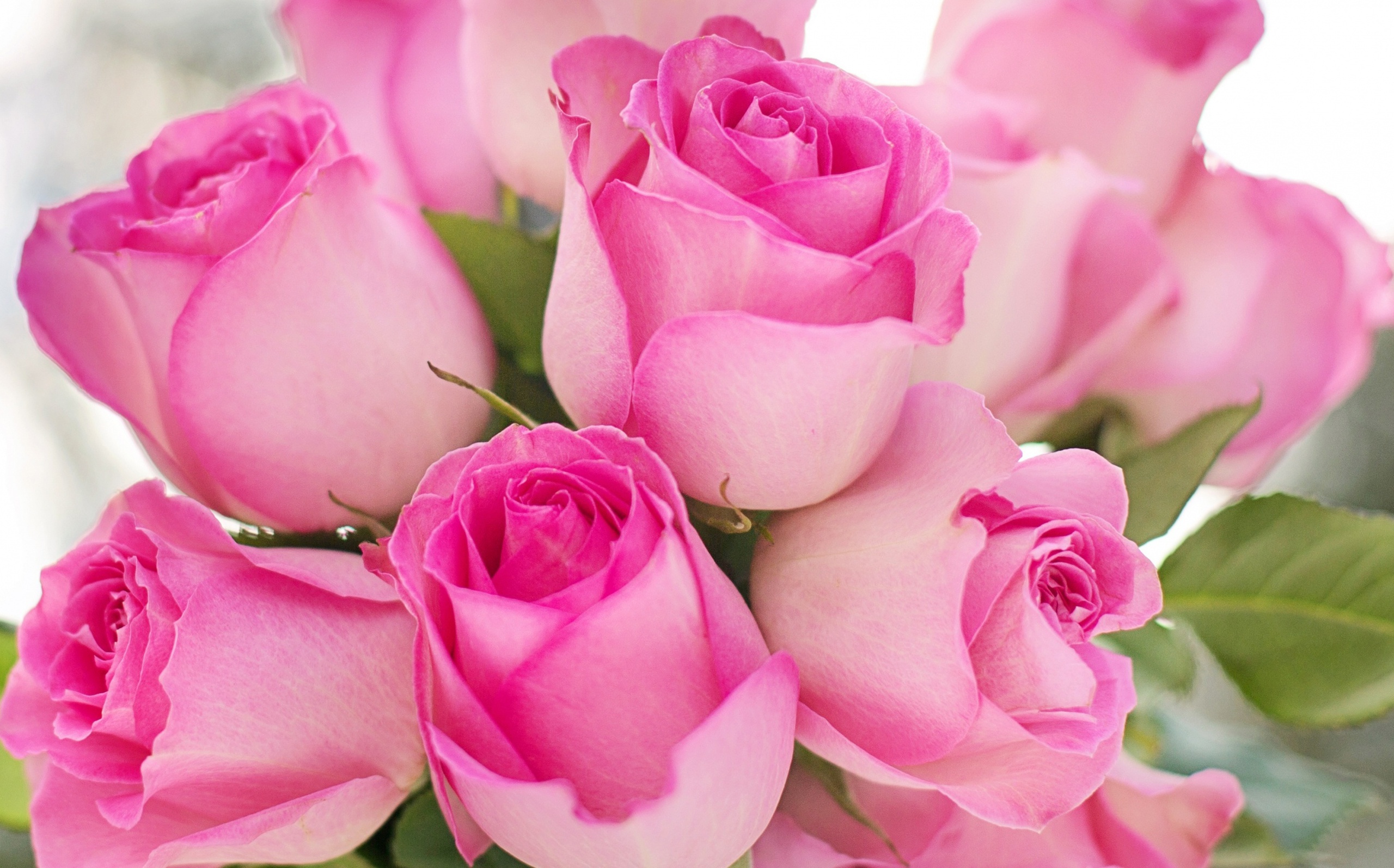 Песни розовый букет. Розовые розы. Крупные розовые розы.