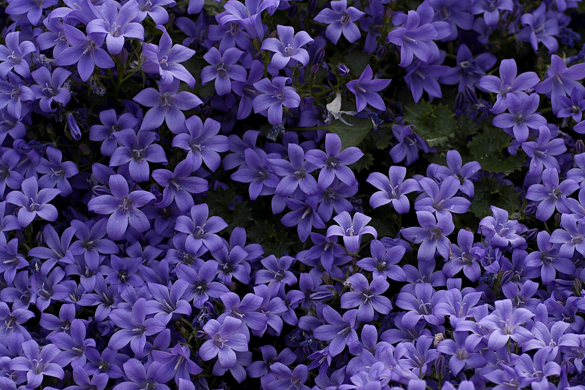 Фиолетовые Цветочки