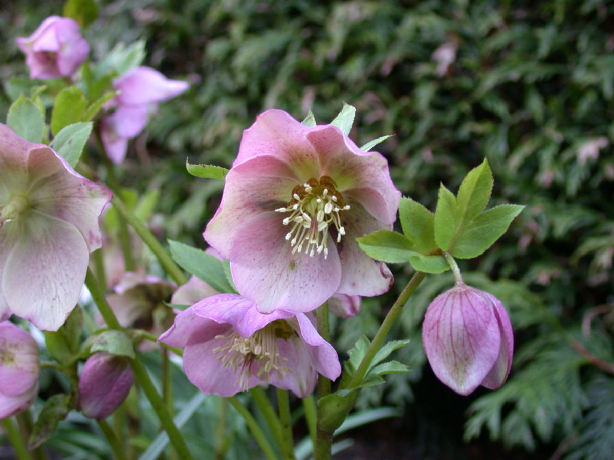 Морозник цветок фото на клумбе