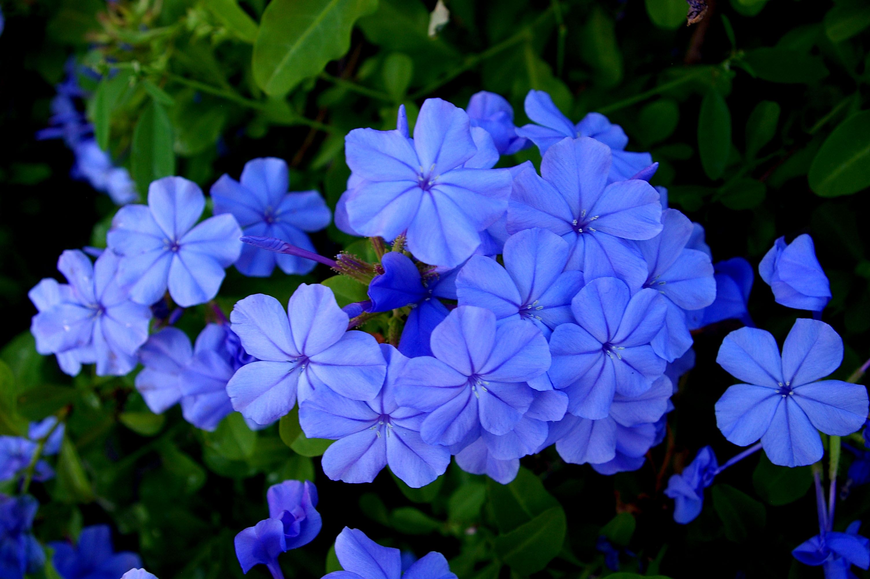 Синие цветочки фото