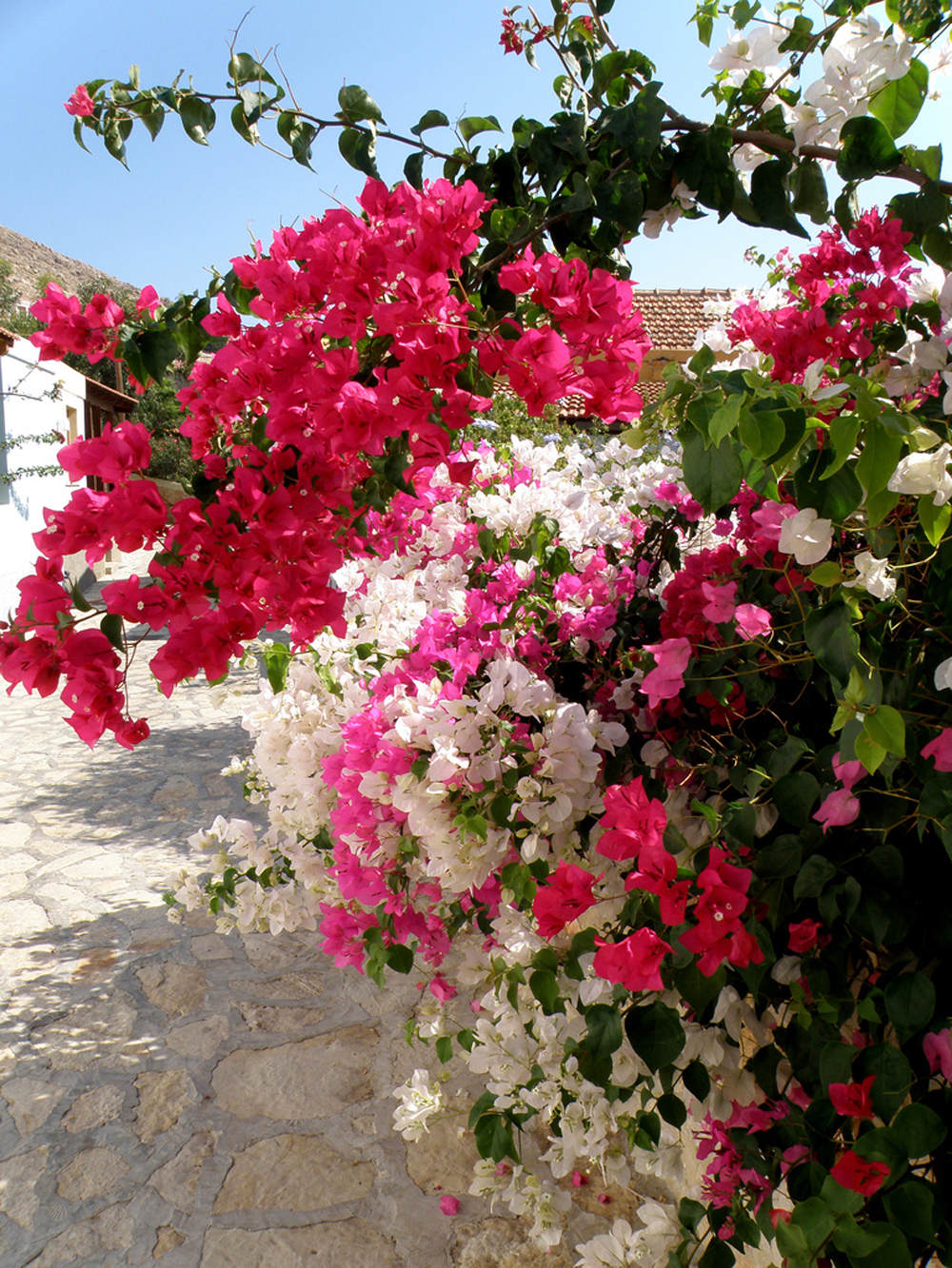 Комнатные цветы в израиле