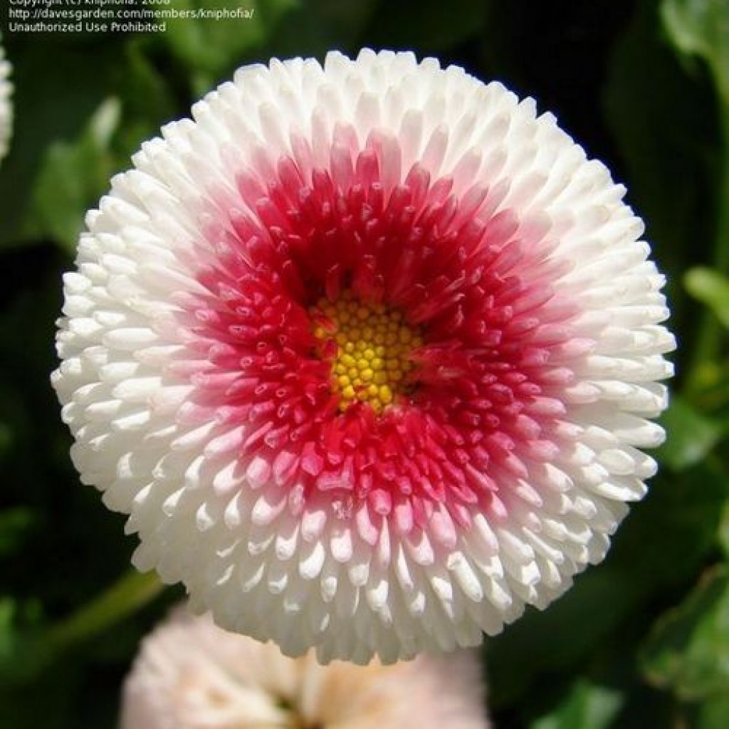 Фото цветов маргаритка крупным планом