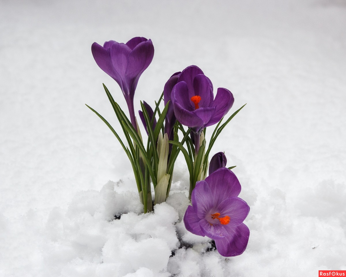 Цветок Крокус в снегу