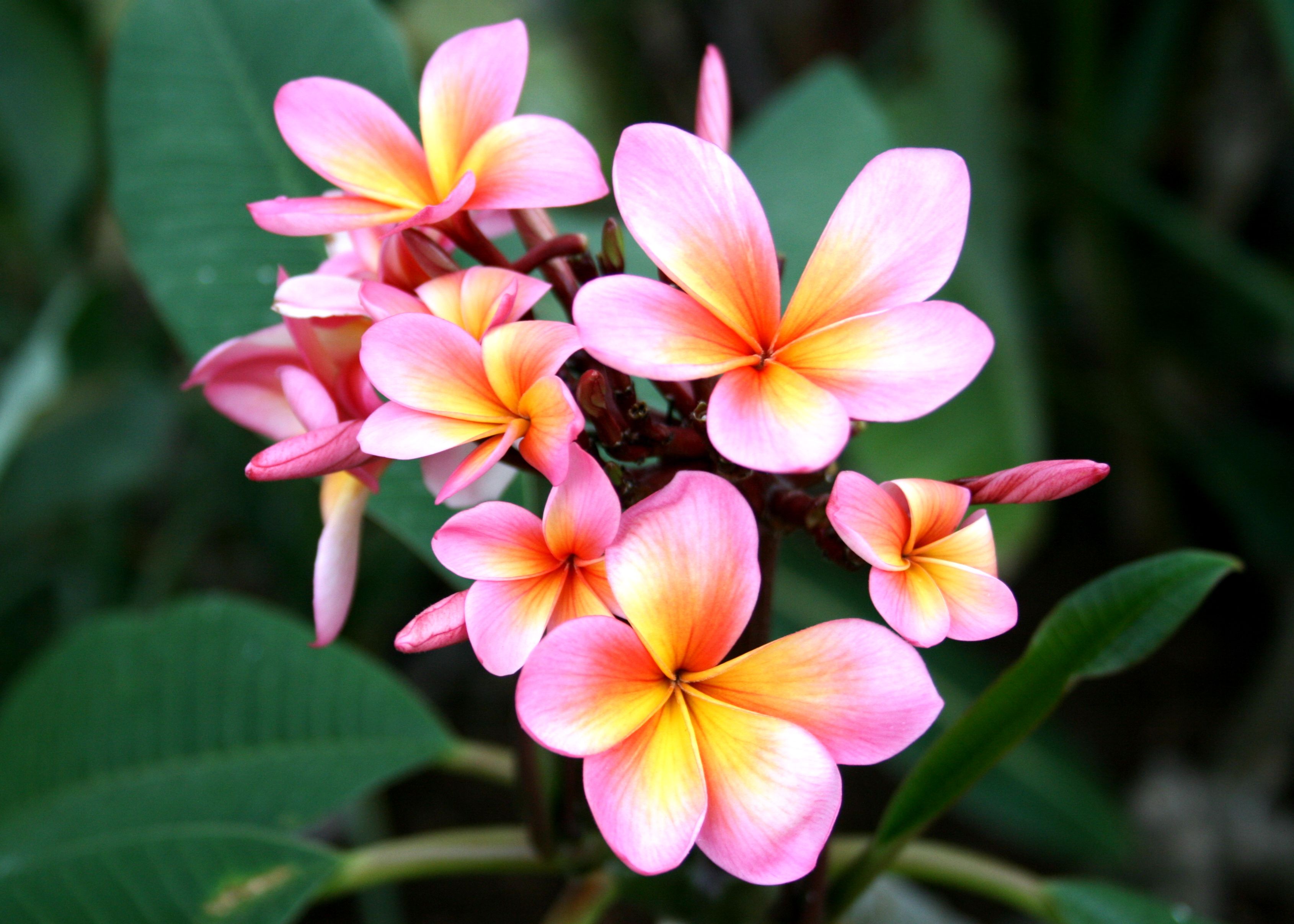 цветы в таиланде