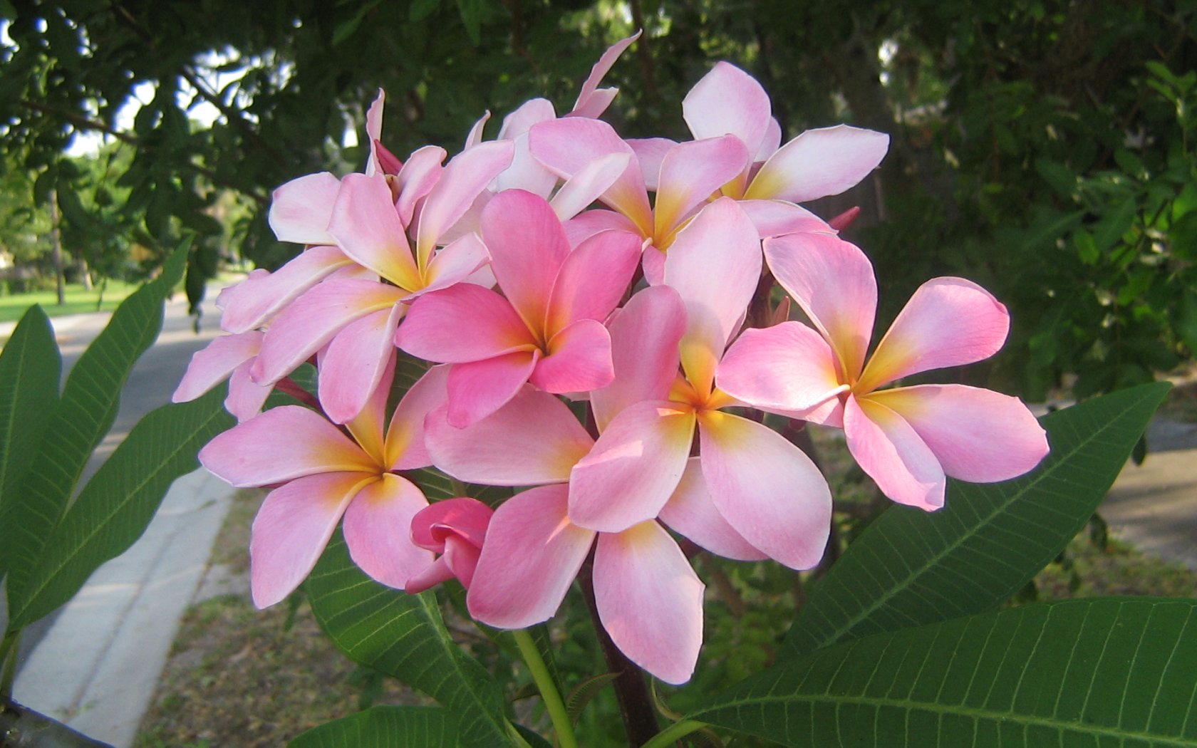 Плюмерия цветок (150 фото) .