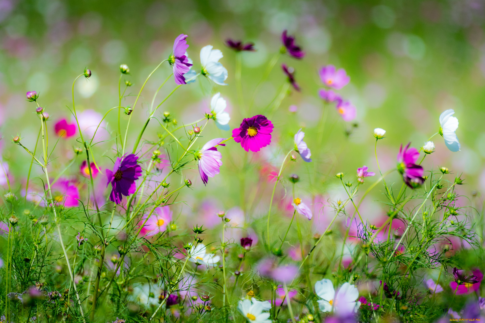 Летнее поле космея цветы