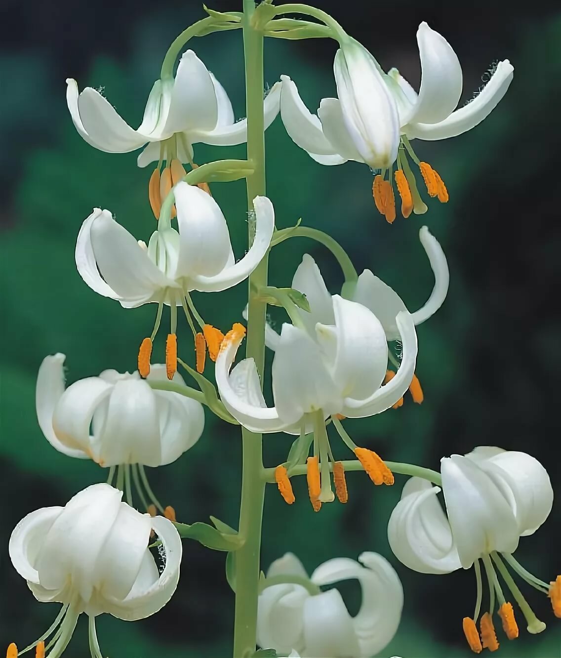 Лилия растение фото с названиями и описанием