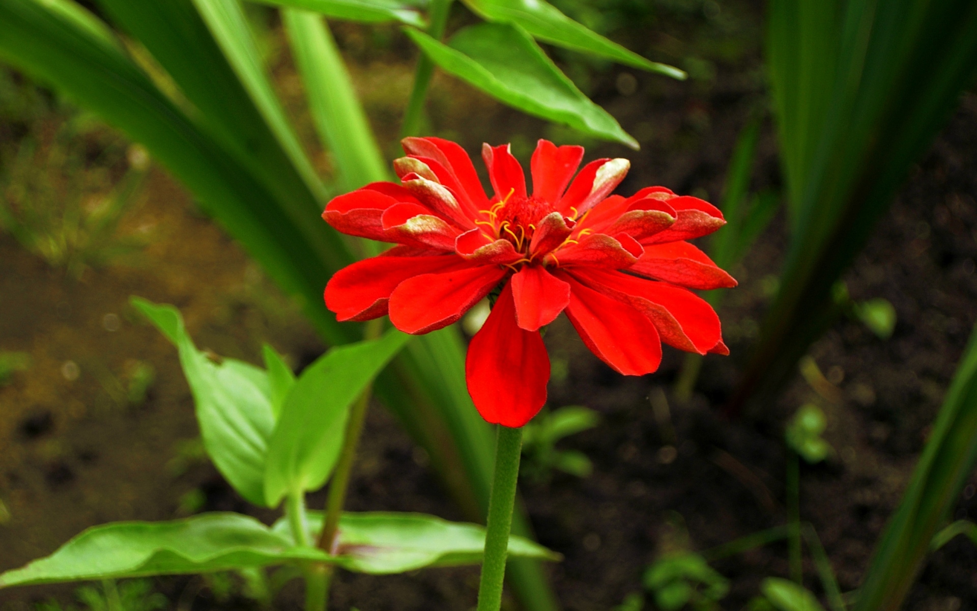 Кардамон цветок красный