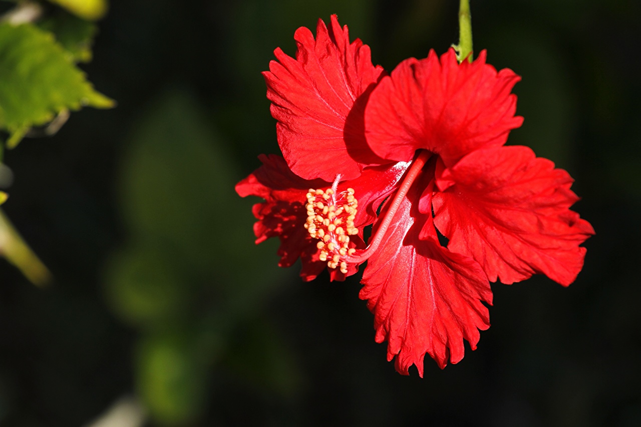 Красный гибискус – Red Hibiscus