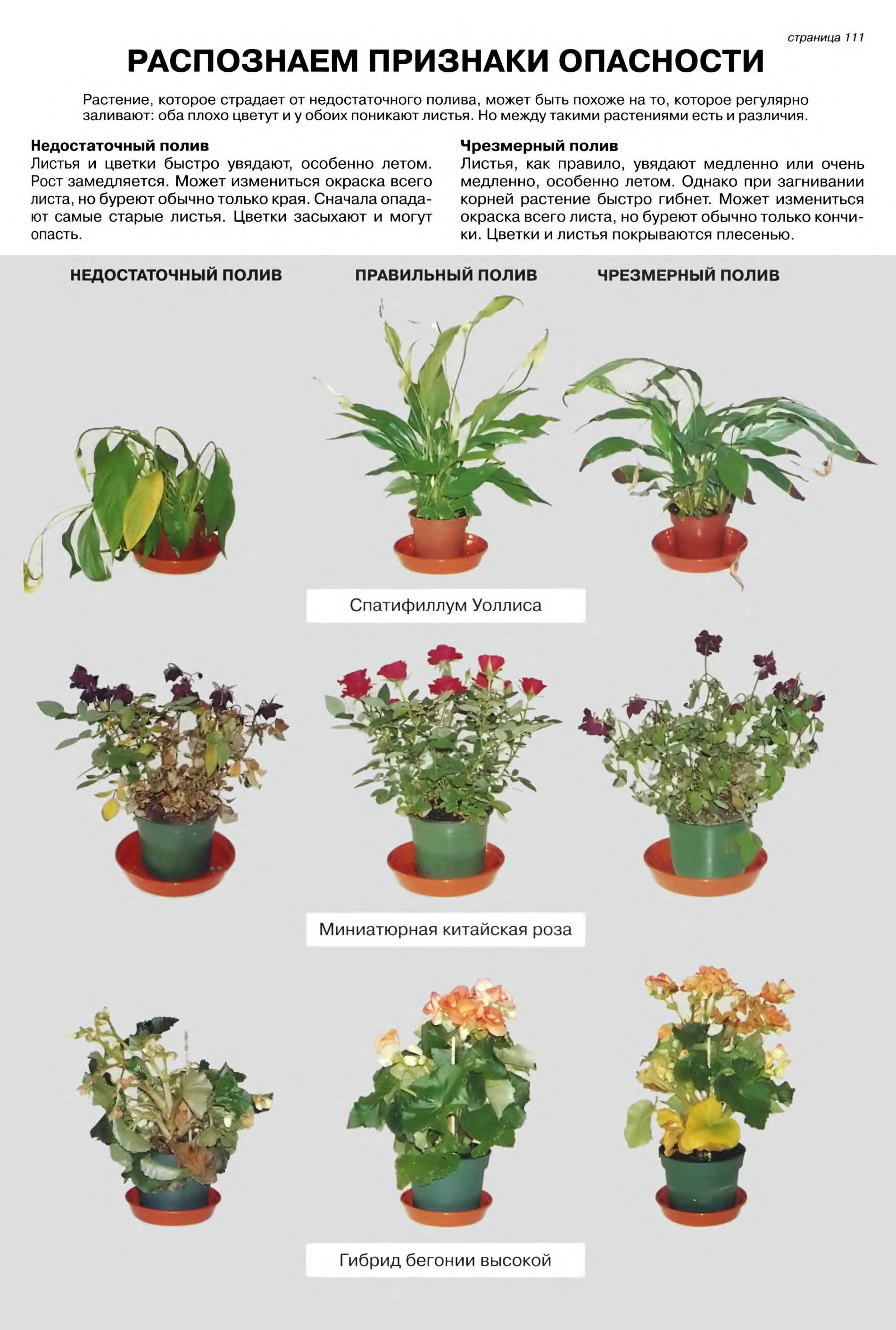 Комнатные цветы виды и их названия фото