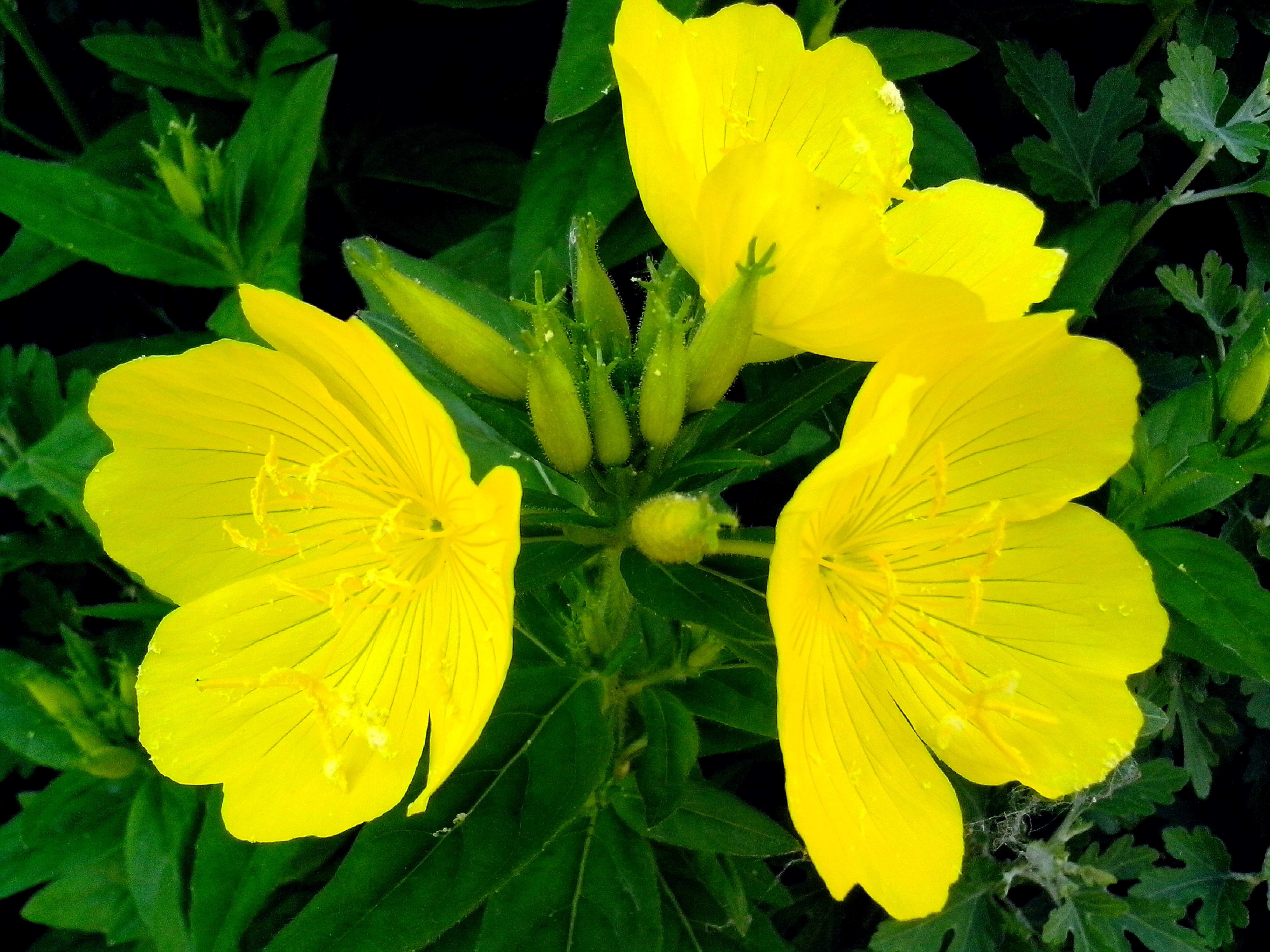 Какие цветы цветут желтыми цветами. Лютик едкий. Подладанник жёлтый. Ыфьонгас желтый.